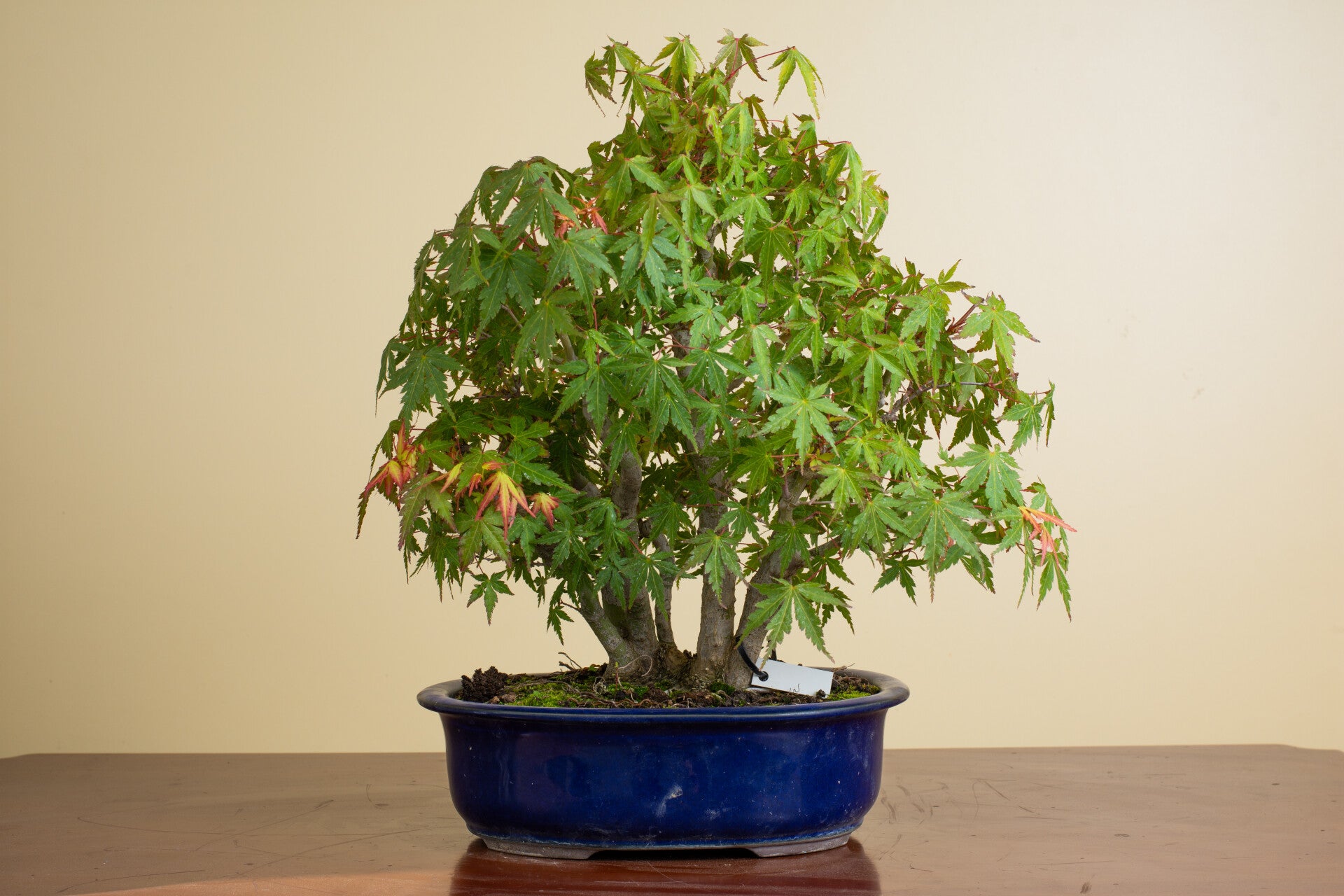 Acer Palmatum Kabudashi   Vlotstijl