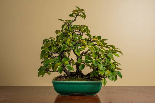 Pseudocydonia Chinensis     Kabudachi  Vlotstijl