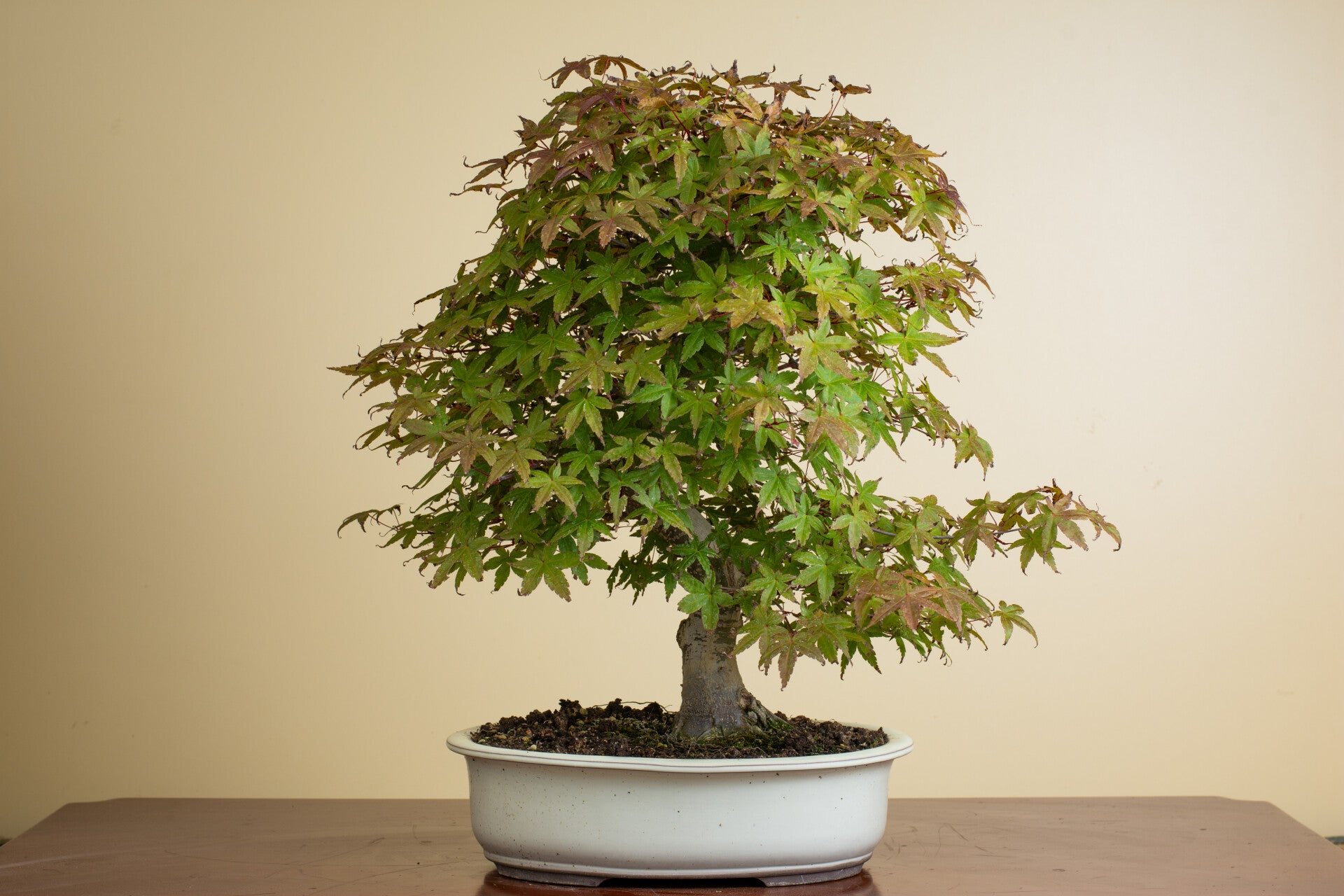 Acer Palmatum Deshojo