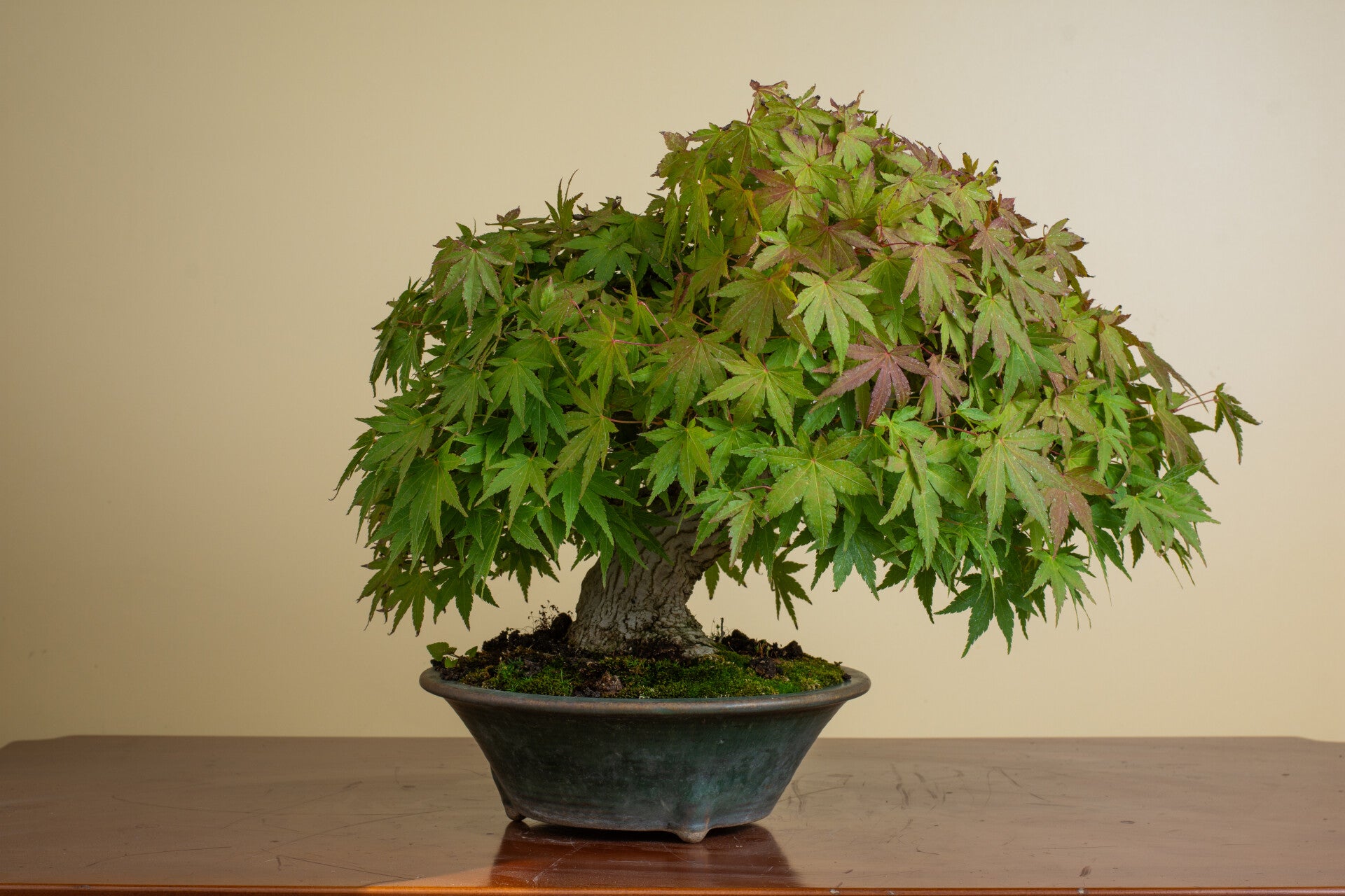 Acer palmatum