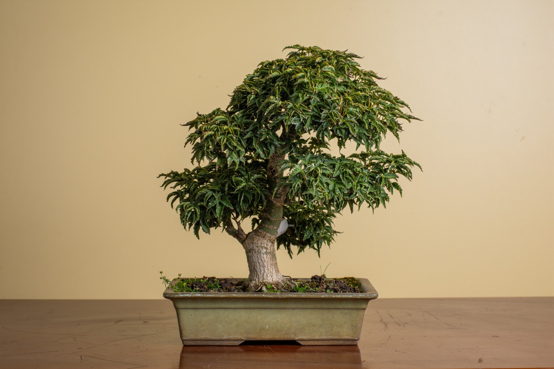 Acer Palmatum Shishigashira