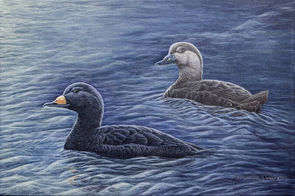 Macreuses a bec jaune