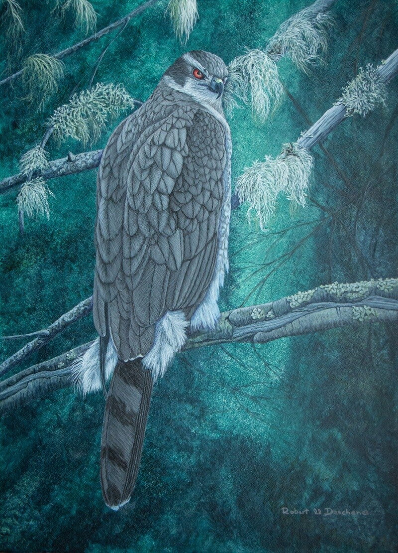 Autour des Palombes (Accipiter gentilis) Northern Goshawk—  Peinture acrylique  -acrylic on boardhyperréaliste de  Robert M. Deschenes, peintre animalier  naturaliste, Bas-Saint-Laurent, Québec