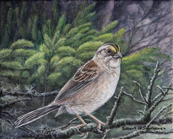 Bruant à Gorge Blanche  (Zonotrichia albicollis) —  Peinture acrylique hyperréaliste de  Robert M. Deschenes, peintre animalier  naturaliste, Bas-Saint-Laurent, Québec