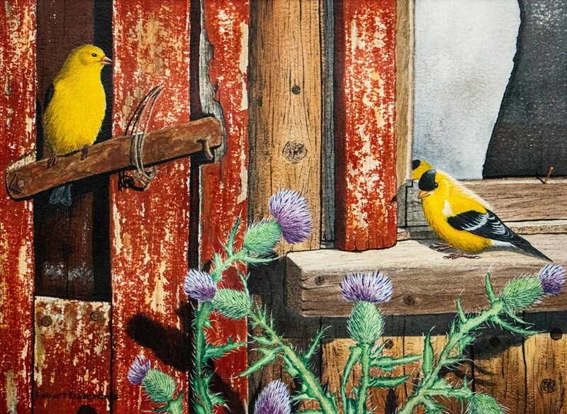 Chardonnerets (Spinus tristis)-American Goldfinch —  Peinture acrylique -acrylic on baord hyperréaliste de  Robert M. Deschenes, peintre animalier  naturaliste, Bas-Saint-Laurent, Québec