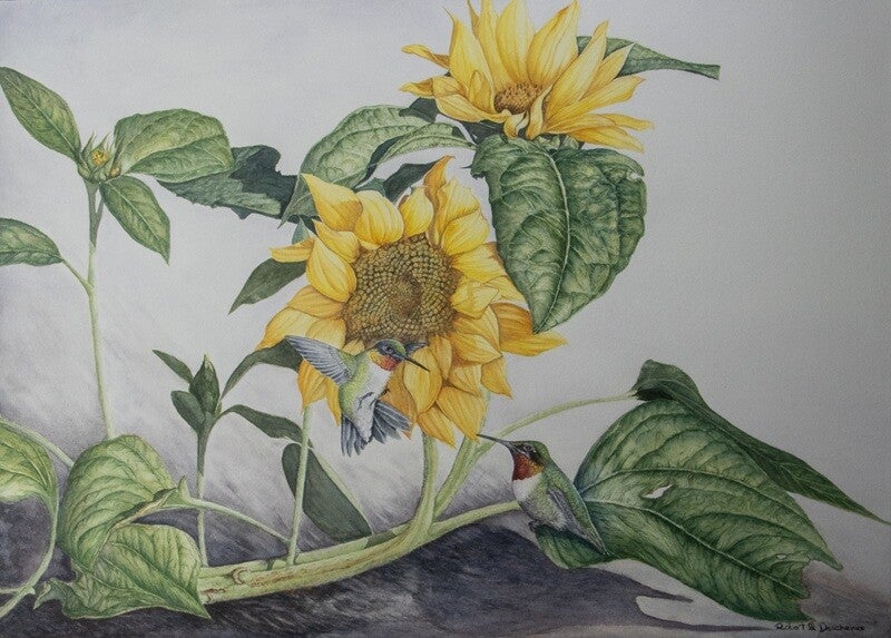 Colibris et Tournesols  (Archilochus colubris) - Ruby-throated Hummingbird —  Peinture aquarelle- Watercolor hyperréaliste de  Robert M. Deschenes, peintre animalier  naturaliste, Bas-Saint-Laurent, Québec