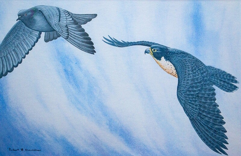 Faucon Faucon Pélerin (Falco peregrinus) - Perigrine Falcon and Rock pigeon—  Peinture acrylique - Acrylic on boardhyperréaliste de  Robert M. Deschenes, peintre animalier  naturaliste, Bas-Saint-Laurent, Québec