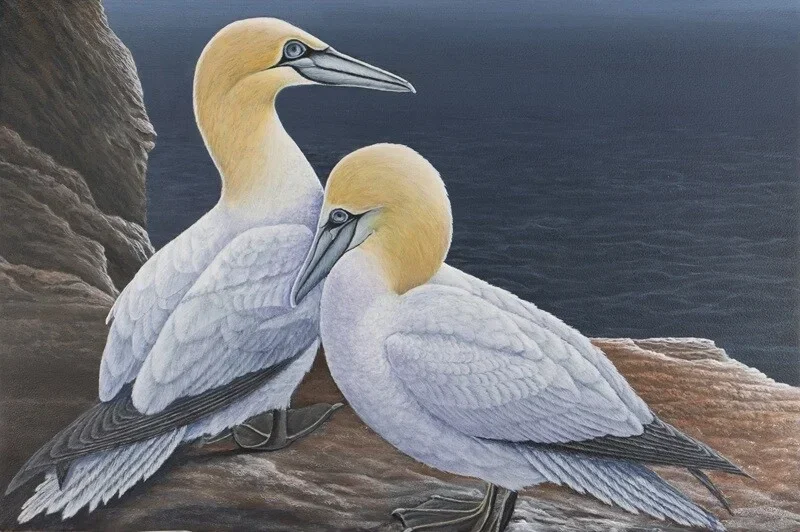 Fous de Bassan-Northern Gannet (Morus Bassanus)-Acrylique sur toile-Acrrylic on canvas de Robert M. Deschenes  peintre animalier