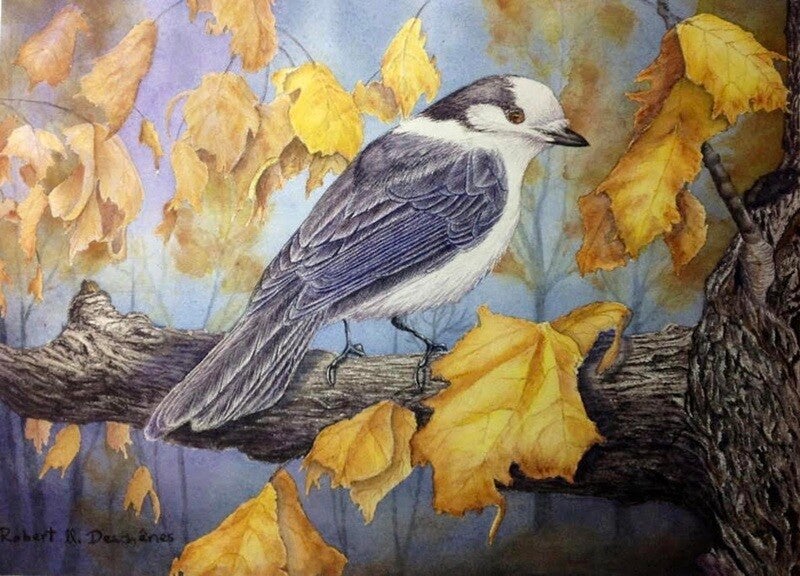 Geai du Canada (Perisoreus canadensis) - Canada Jay —  Peinture aquarelle - Acrlic on paper hyperréaliste de  Robert M. Deschenes, peintre animalier  naturaliste, Bas-Saint-Laurent, Québec