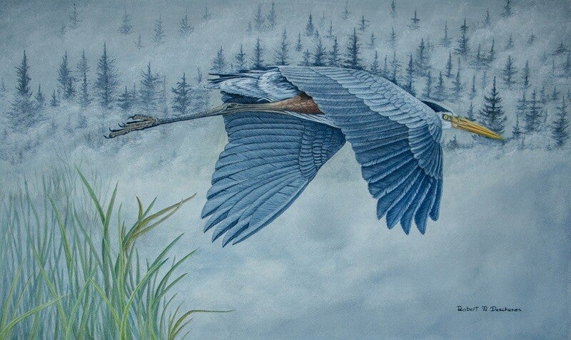 Grand Héron - Ardea herofias
