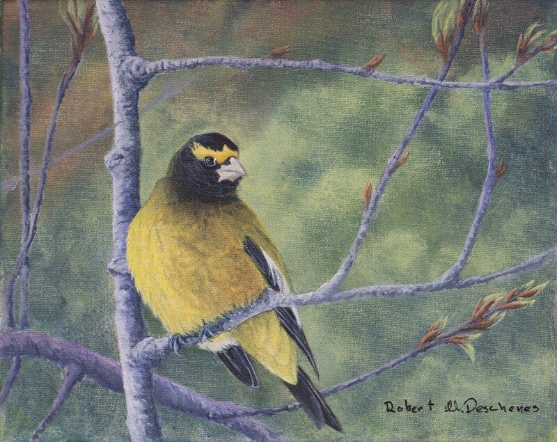 Gros Bec Errant  (Coccothraustes vespertinus)- Grosbeak—  Peinture acrylique-Acrylic on canvas hyperréaliste de  Robert M. Deschenes, peintre animalier  naturaliste, Bas-Saint-Laurent, Québec