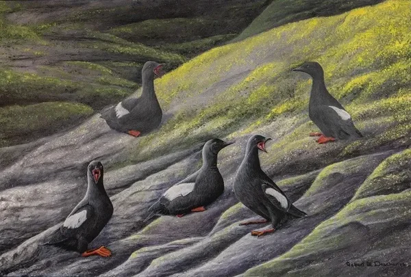 Guillemots a Miroir