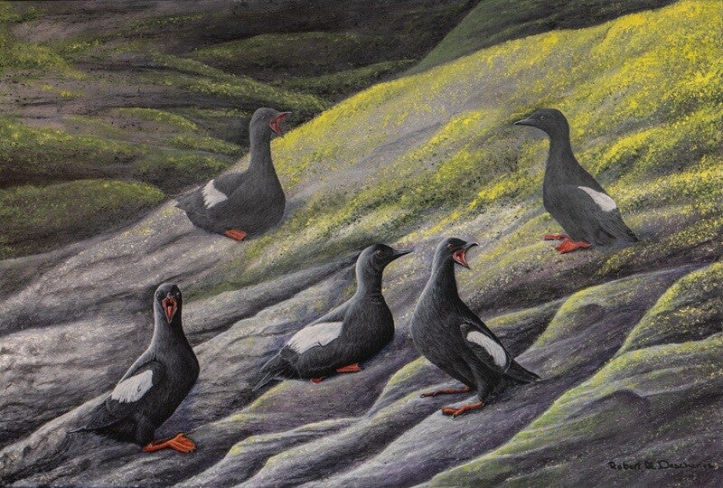 Guillemots à Miroir