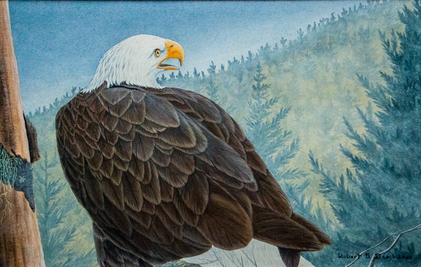 Pygargue a Tete Blanche