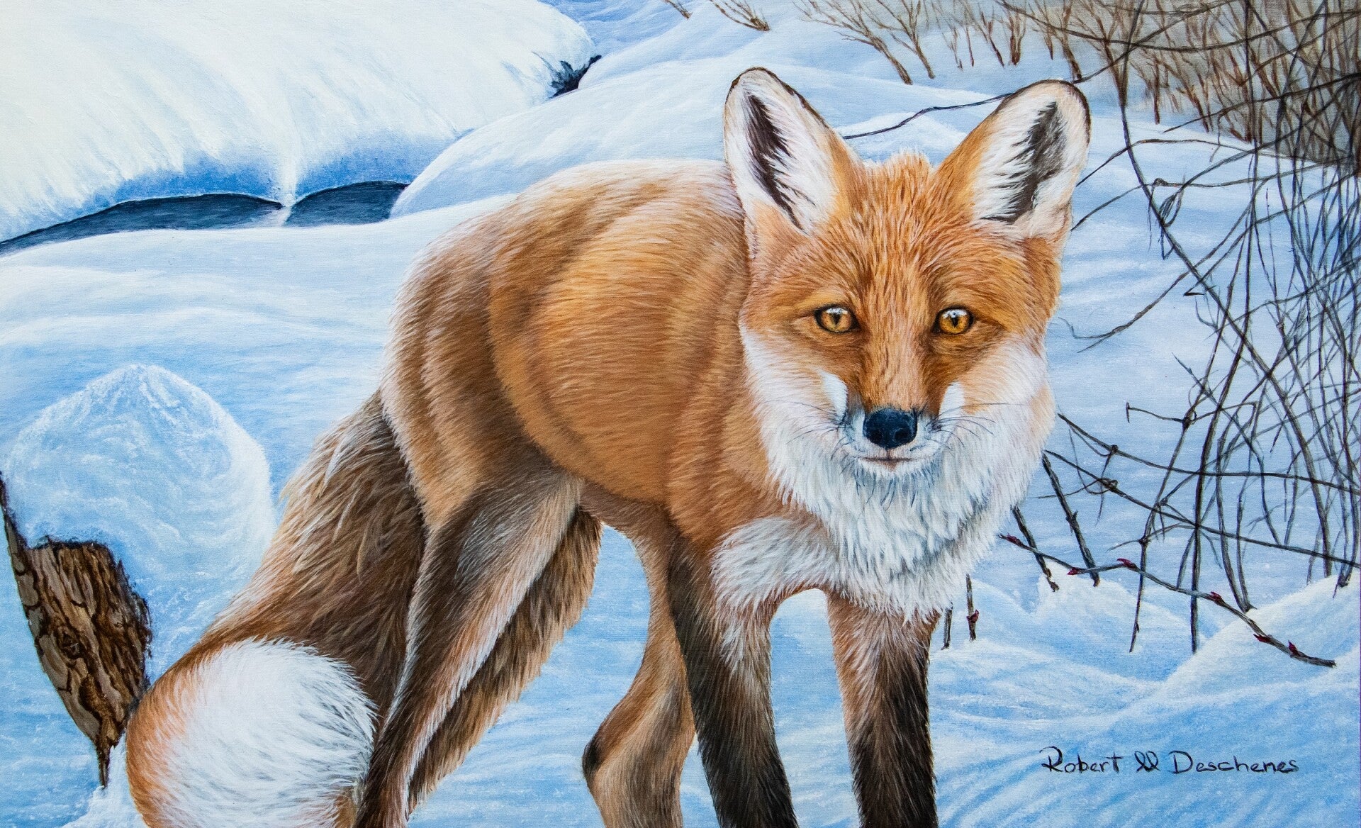 Renard Roux