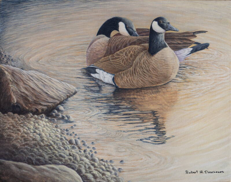Bernard du Canada-canada goose-Branta Canadensis-acrylique sur toile-16 x 20