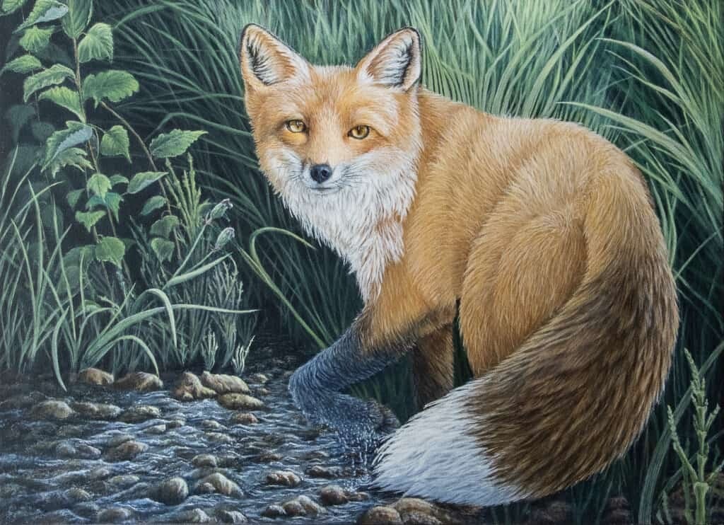 Renard roux-red fox-vuples vulpes-acrylique