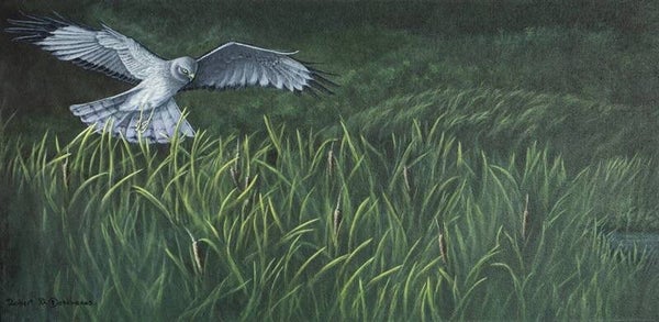 Busard des Marais-Northern Harrier (Circus Hudsionus)-Acrylique sur toile-Acrrylic on canvas de Robert M. Deschenes  peintre animalier