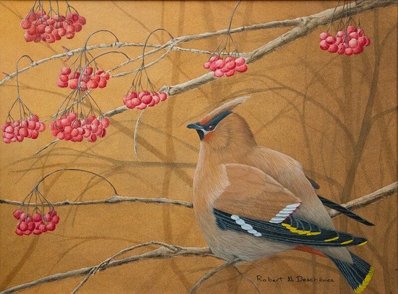 Jaseur Boréal (Bombycilla garrulus) —  Peinture acrylique hyperréaliste de  Robert M. Deschenes, peintre animalier  naturaliste, Bas-Saint-Laurent, Québec