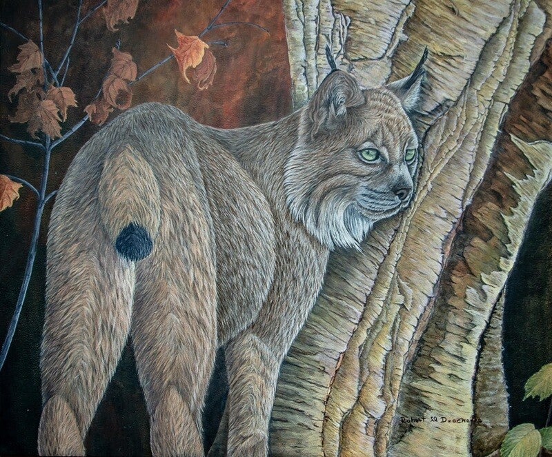 Lynx du Canada (Lynx canadensis)- Lynx —  Peinture acrylique-Acrlic on board hyperréaliste de  Robert M. Deschenes, peintre animalier  naturaliste, Bas-Saint-Laurent, Québec