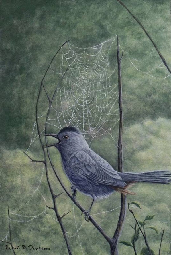 Moqueur Chat-Gray Catbird (Dumetella carolinensis). Acrylique sur toile, acrylic on canvas de Robert M. Deschenes, peintre animalier