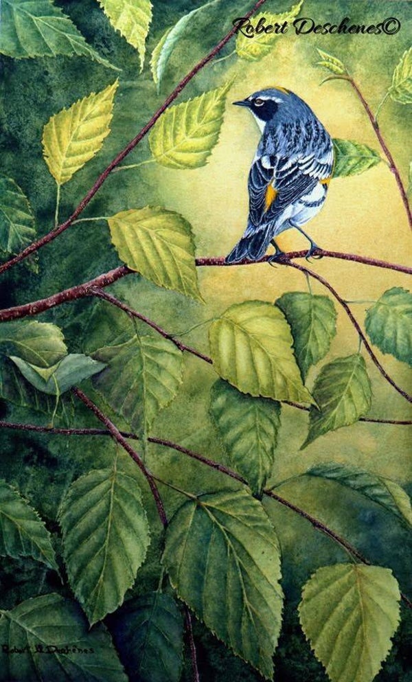 Paruline a Croupion Jaune (Setophaga coronata)-Yellow-remped Warbler—  Peinture aquarelle-Watercolor- hyperréaliste de  Robert M. Deschenes, peintre animalier  naturaliste, Bas-Saint-Laurent, Québec