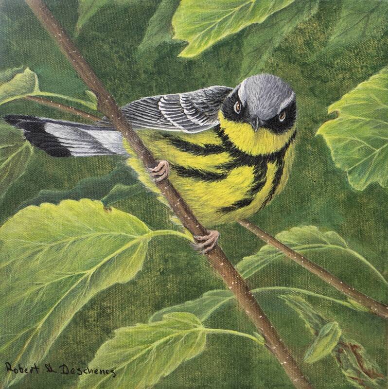 paruline-a-tete-cendr-acrylique-sur-toile-10-x-10-robert-m-deschenes-standard.jpg