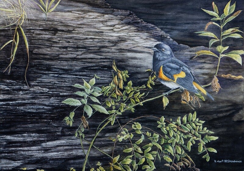 Paruline Flamboyante  (Setophaga ruticilla) - American Redstart—  Peinture aquarelle- Watercolor hyperréaliste de  Robert M. Deschenes, peintre animalier  naturaliste, Bas-Saint-Laurent, Québec