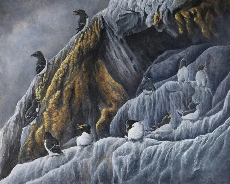 Petits Pingouins-Razor Bill (Alca Torda)-Acrylique sur toile-Acrrylic on canvas de Robert M. Deschenes  peintre animalier