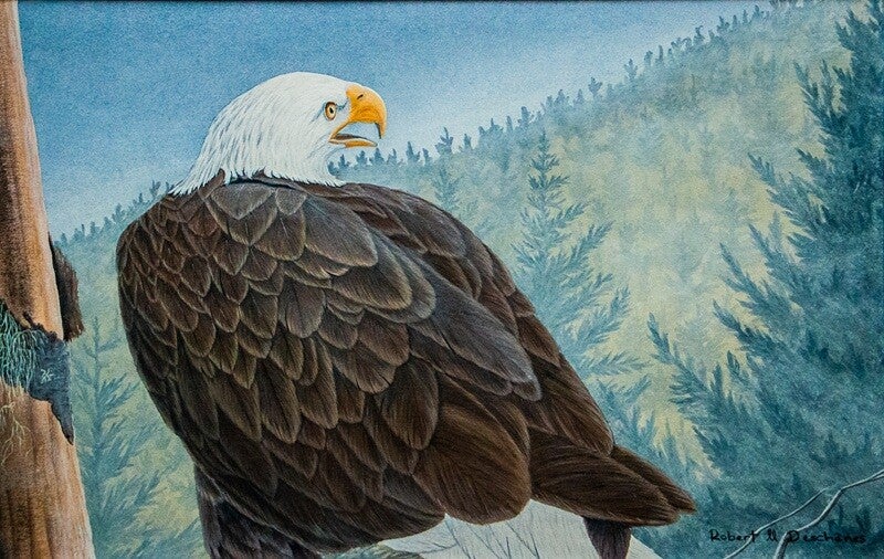 Pygargue à Tête Blanche  (Haliaeetus leucocephalus)- Bald Eagle—  Peinture acrylique - acrylic on boardhyperréaliste de  Robert M. Deschenes, peintre animalier  naturaliste, Bas-Saint-Laurent, Québec