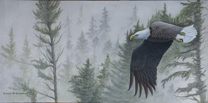 Pygargue a téte blanche (heliaeetus leucocephalus