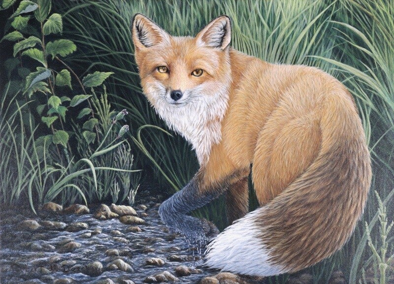 Renard Roux Été