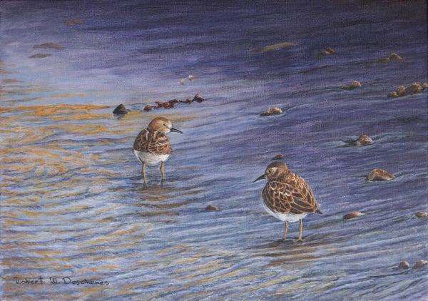 Bécaseaux Semipalmés