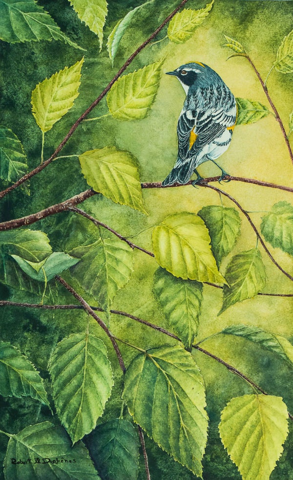 Paruline a Croupion Jaune