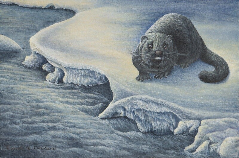 Vison d'Amérique (Neovison vison) American Mink —  Peinture acrylique - Acrylic on canvas hyperréaliste de  Robert M. Deschenes, peintre animalier  naturaliste, Bas-Saint-Laurent, Québec