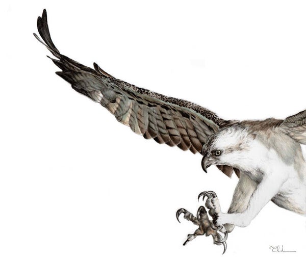 Balbuzard pêcheur, impression d'art