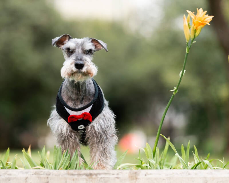 schnauzer_012-standard.jpg