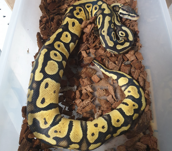 1-0 Pastel TH 100% clown 100% pied 100% ghost