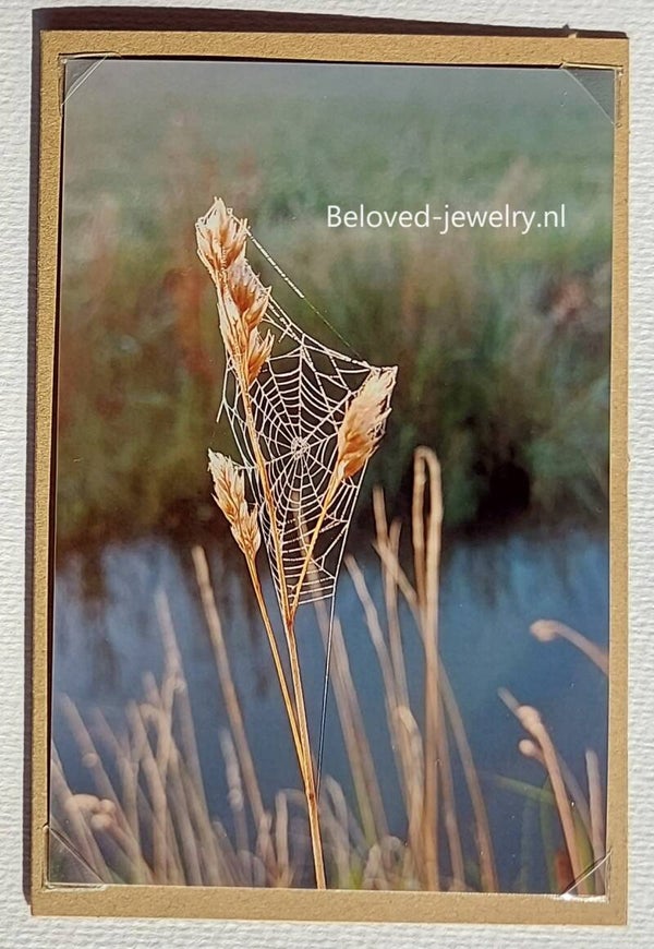 Fotokaart - waterkant - graanhalm met spinnenweb - naturel