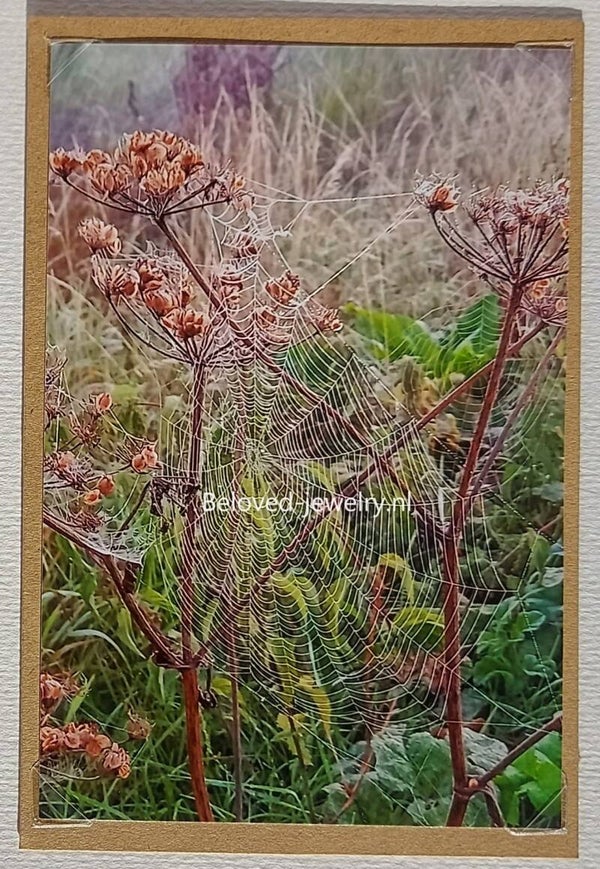 Fotokaart 19092 - spinnenwebben - naturel