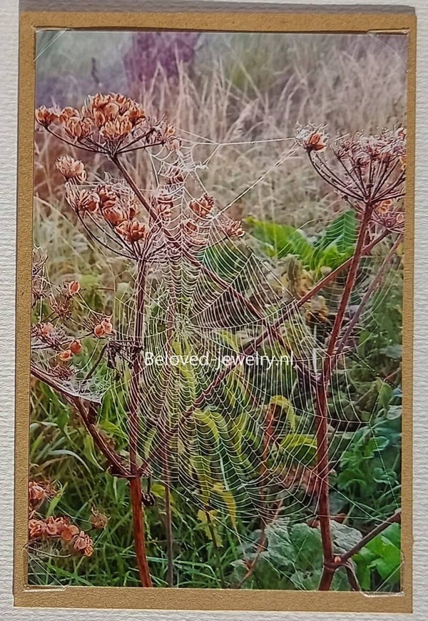 Fotokaart - spinnenwebben - naturel