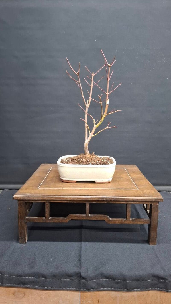 # 7 Acer palmatum 'Atropurpureum'