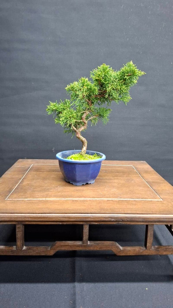 # 1 Juniperus chinensis