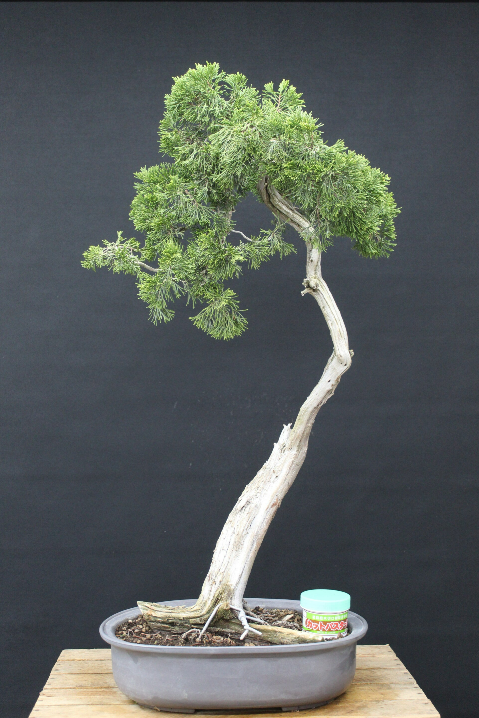 Juniperus Sabina # 1  VERKOCHT