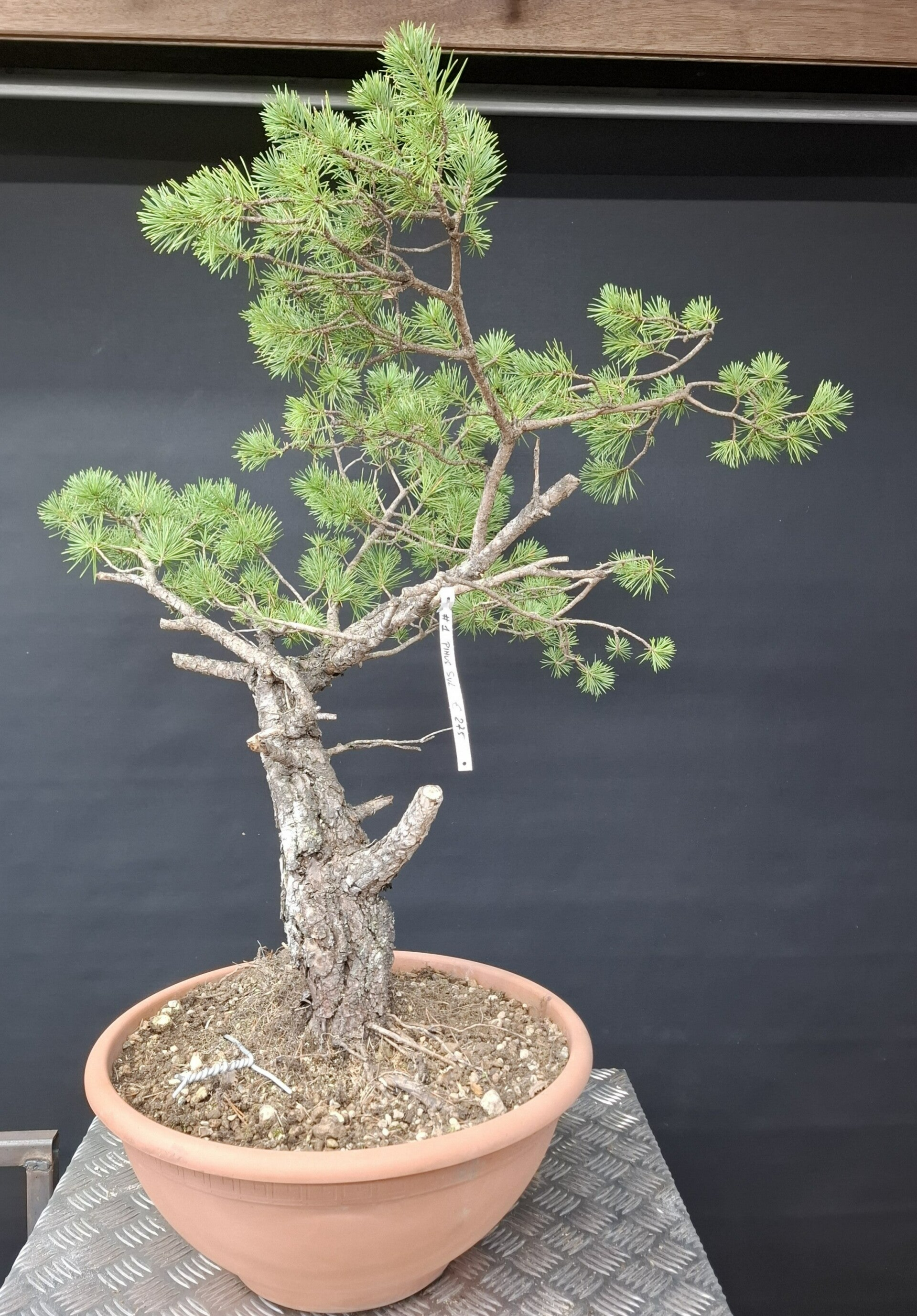 Pinus Sylvestris # 1