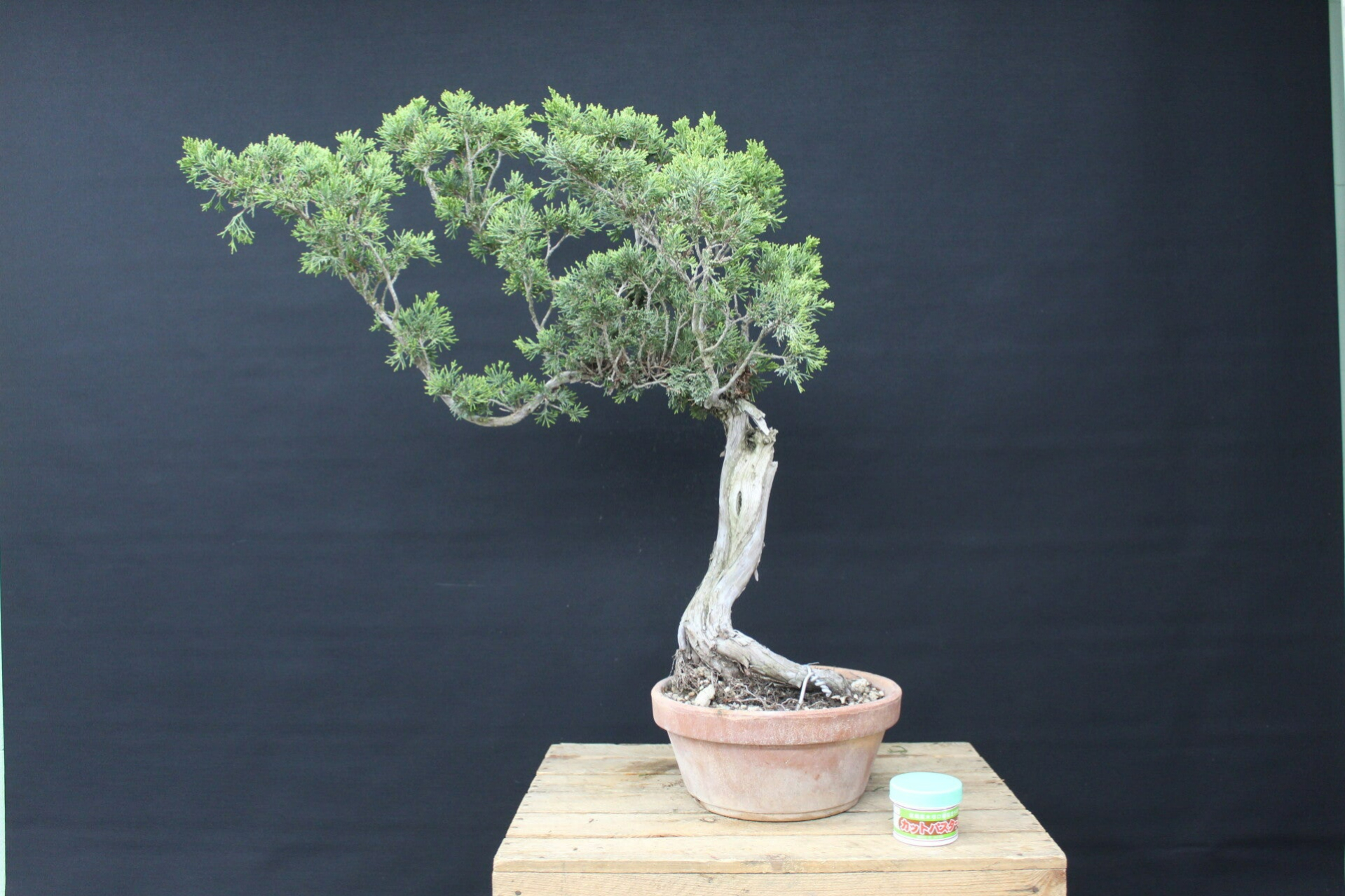 Juniperus Sabina # 2