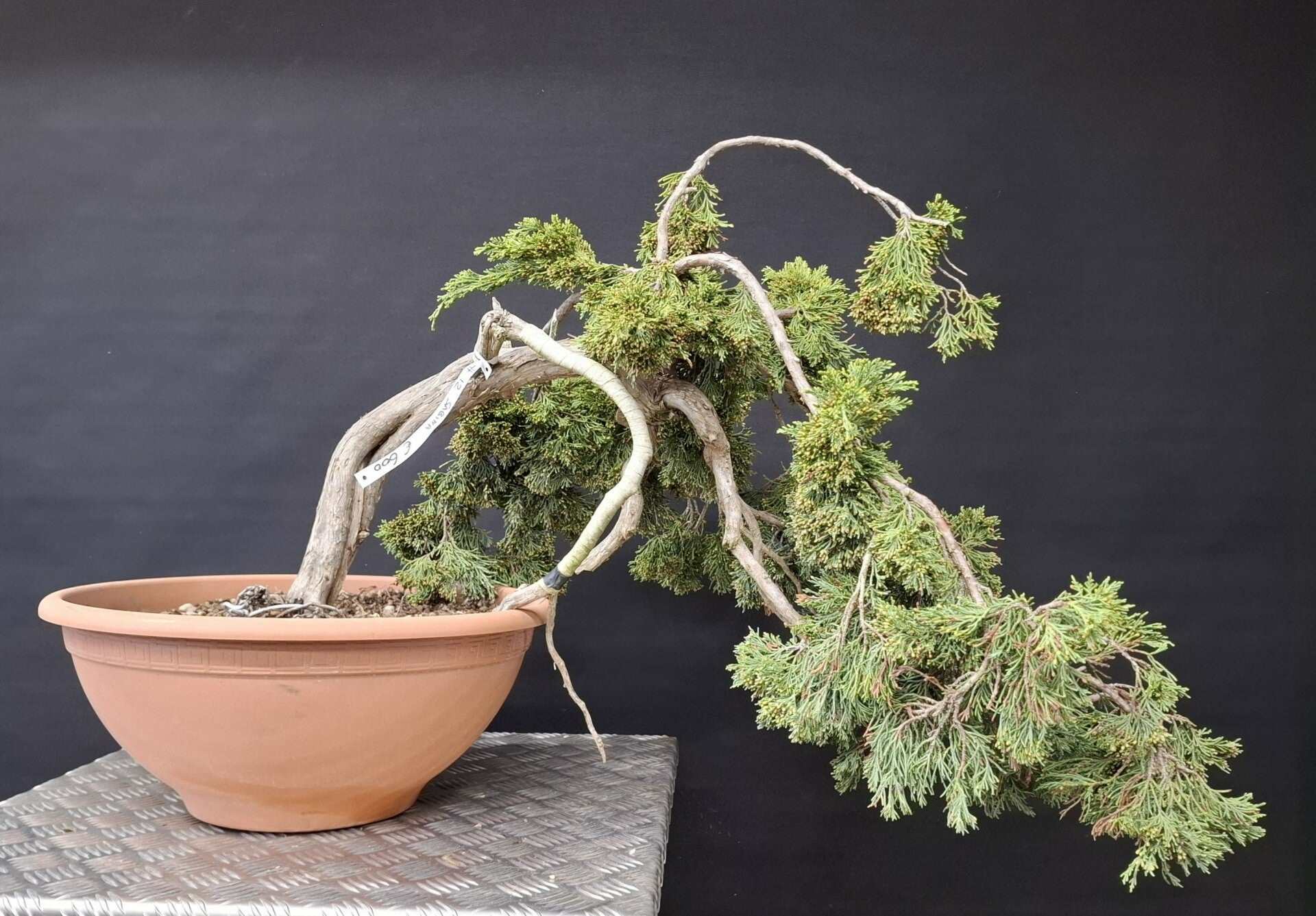 Juniperus Sabina # 12