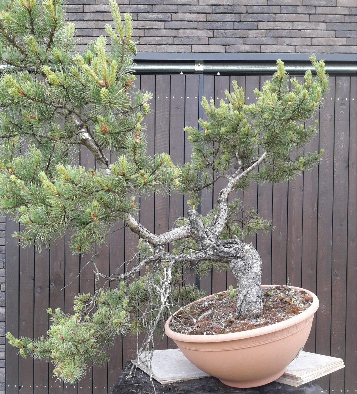 Home | Bonsai-Shop-Everaert