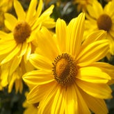 BLOEM-2.jpg