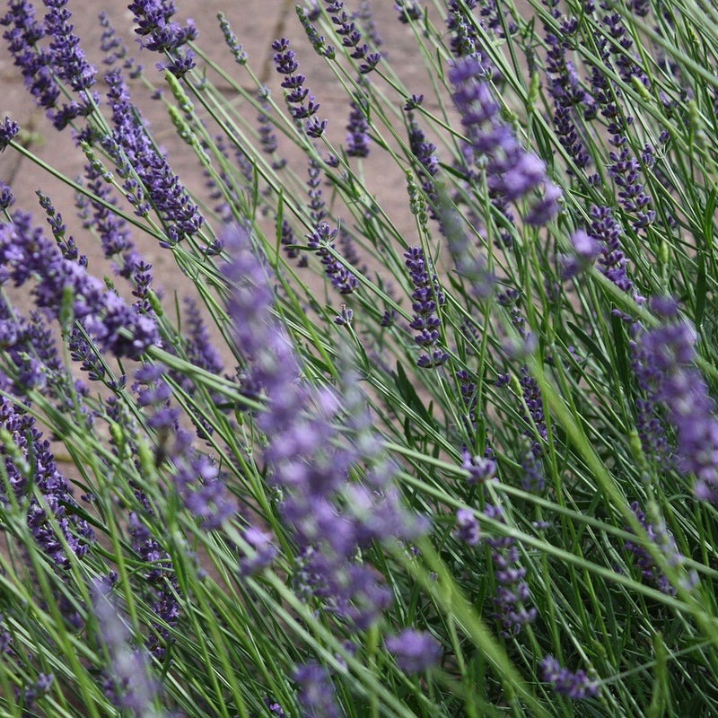 Lavendel